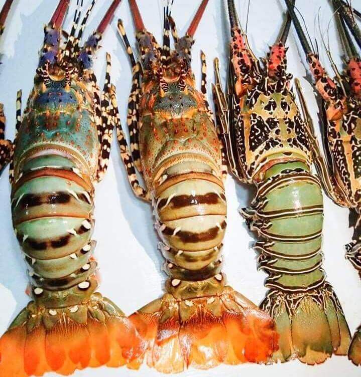 Detail Udang Lobster Laut Nomer 29