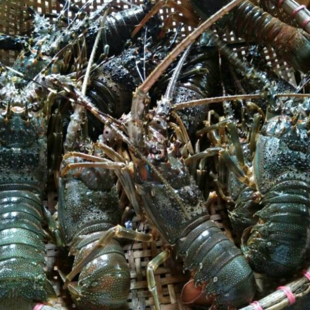 Detail Udang Lobster Laut Nomer 31