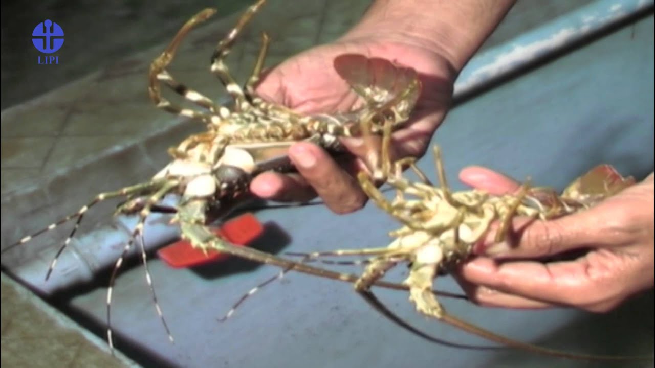Detail Udang Lobster Laut Nomer 44