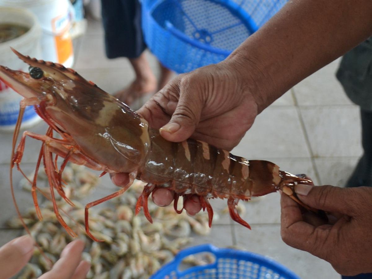 Detail Udang Lobster Laut Nomer 45