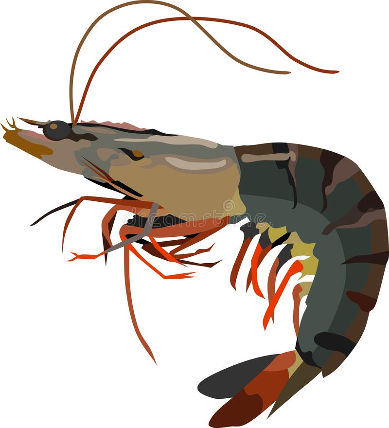 Detail Udang Vector Png Nomer 27