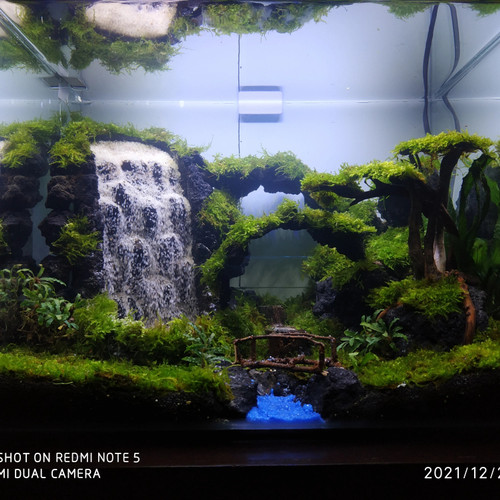 Detail Ukuran Aquarium Aquascape Nomer 52