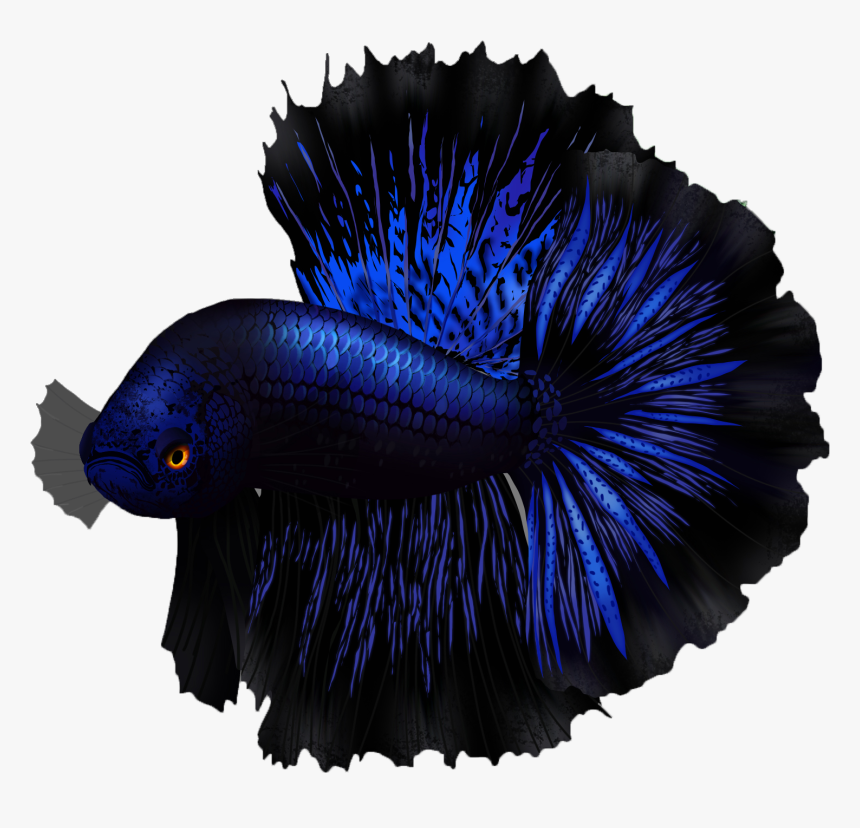 Detail Download Logo Betta Fish Nomer 46