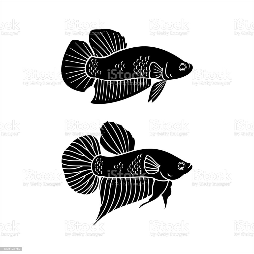 Detail Download Logo Betta Fish Nomer 58