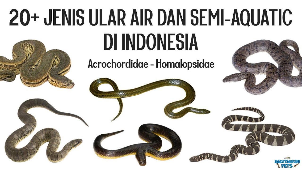 Detail Ular Air Berbisa Atau Tidak Nomer 10