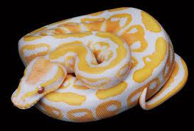 Detail Ular Albino Kuning Nomer 34