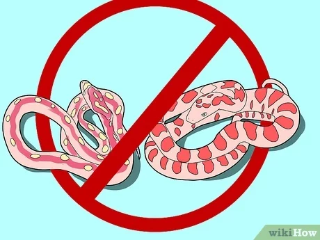 Detail Ular Corn Snake Nomer 19