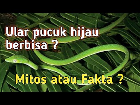 Detail Ular Hijau Berbisa Atau Tidak Nomer 35