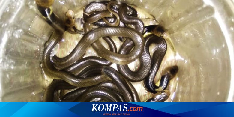 Detail Ular Hitam Garis Kuning Nomer 29