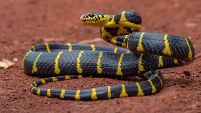 Detail Ular Hitam Kuning Nomer 19