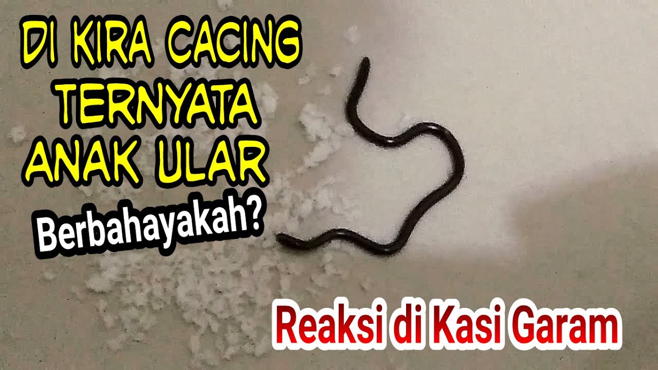 Detail Ular Kawat Masuk Rumah Nomer 18