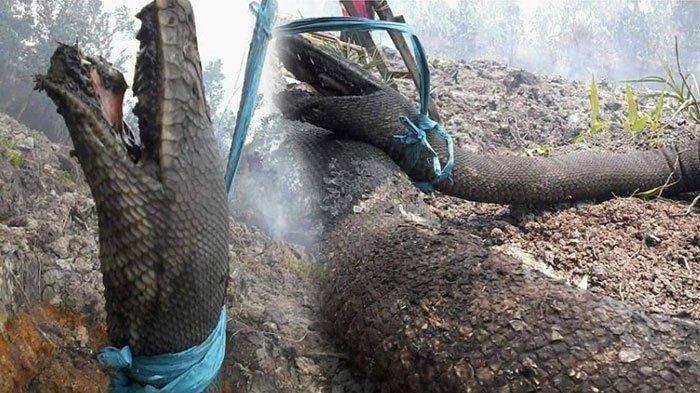 Detail Ular Naga Api Nomer 31