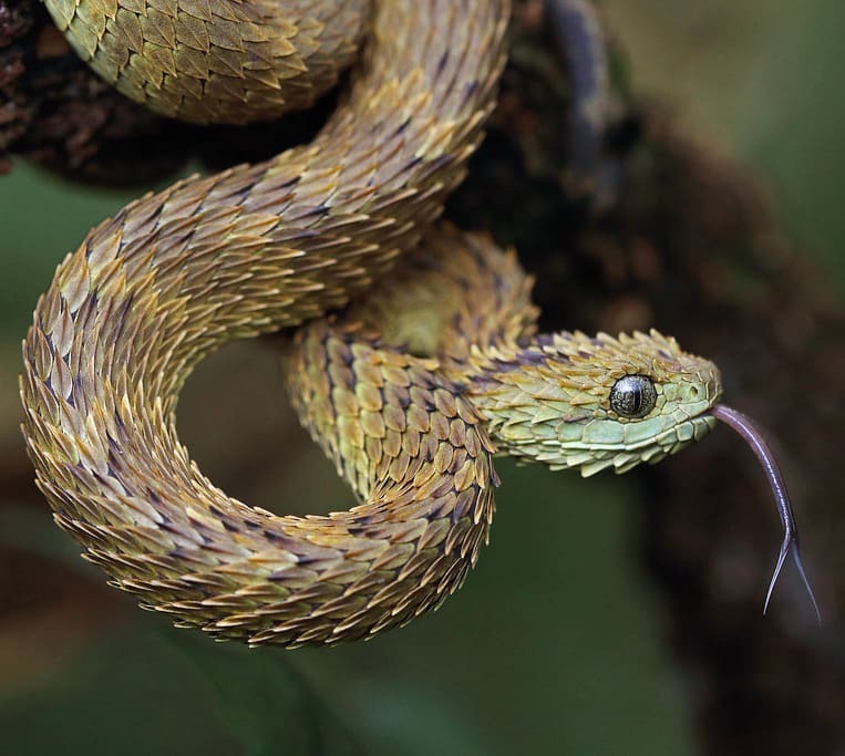 Detail Ular Naga Api Nomer 43