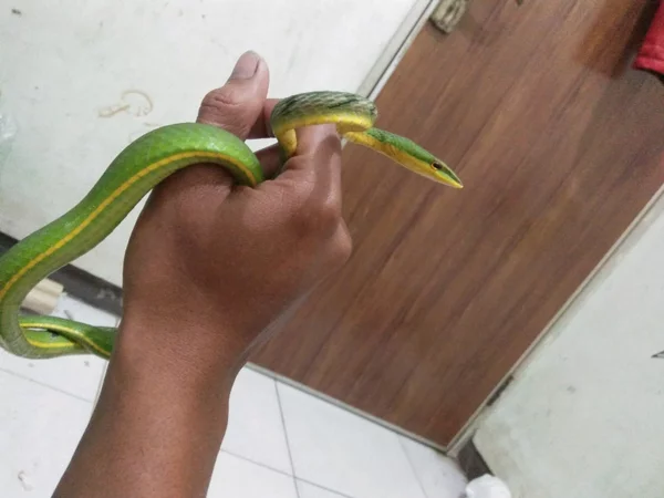 Detail Ular Pucuk Daun Nomer 20