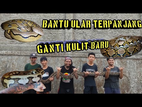 Detail Ular Sanca Manuk Nomer 26