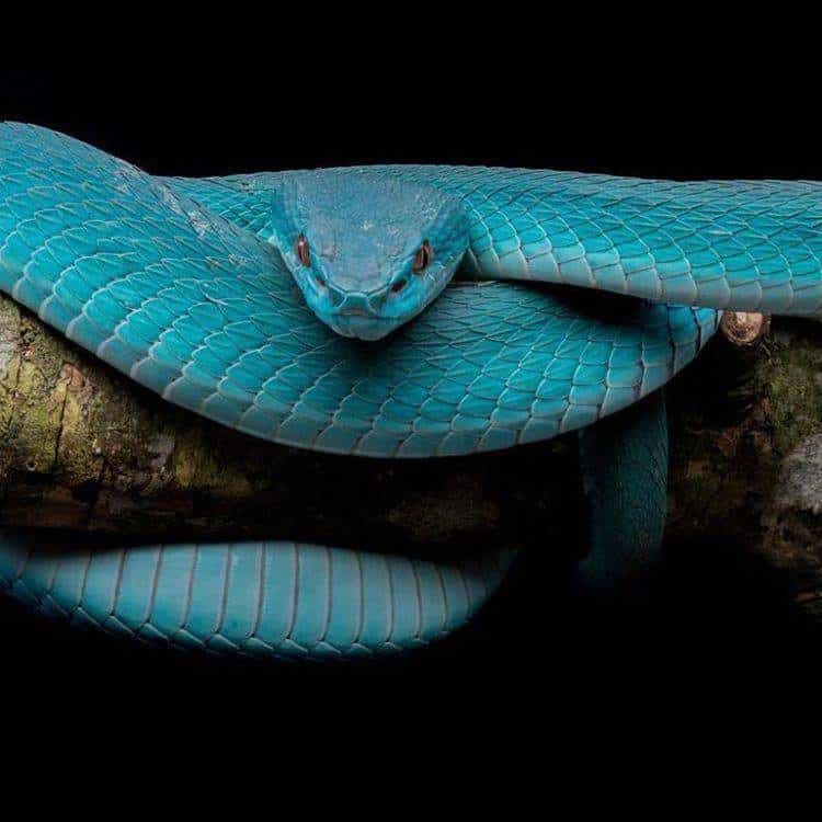 Ular Viper Biru - KibrisPDR