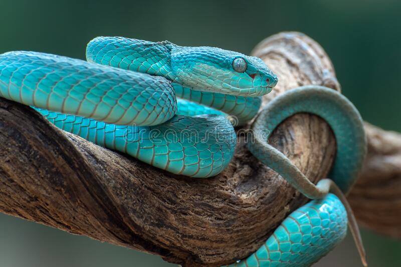 Detail Ular Viper Biru Nomer 8