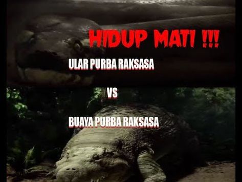 Detail Ular Vs Buaya Raksasa Nomer 24