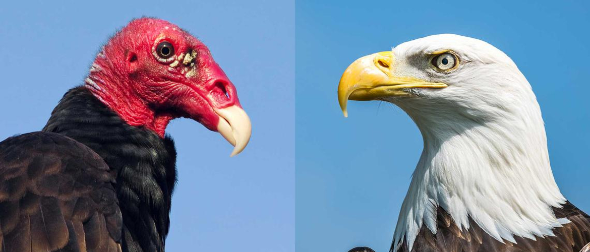 Detail Ular Vs Elang Nomer 21