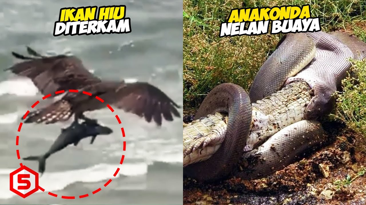 Detail Ular Vs Elang Nomer 29