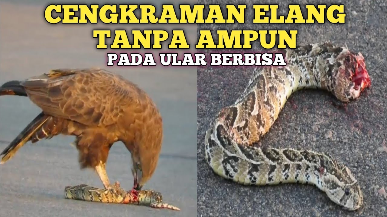 Detail Ular Vs Elang Nomer 6