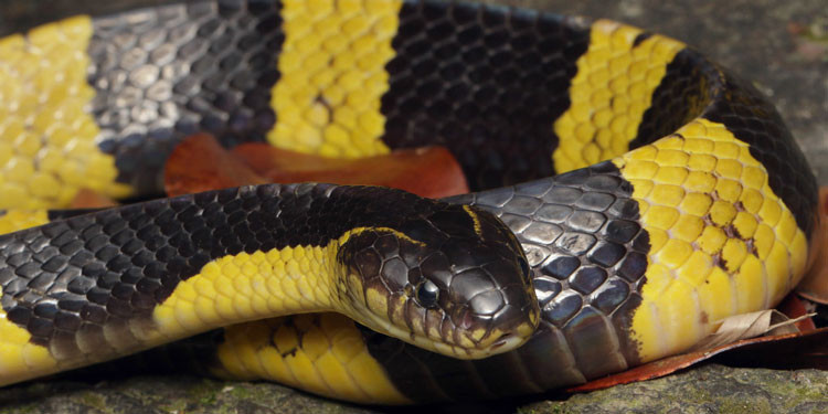 Ular Warna Hitam Kuning - KibrisPDR