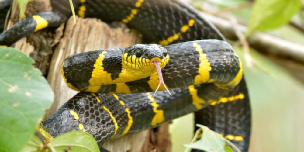 Detail Ular Warna Hitam Kuning Nomer 9
