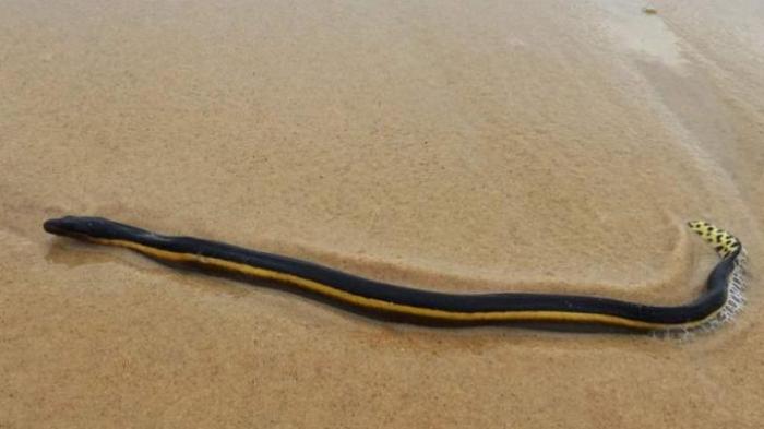 Detail Ular Warna Hitam Kuning Nomer 10