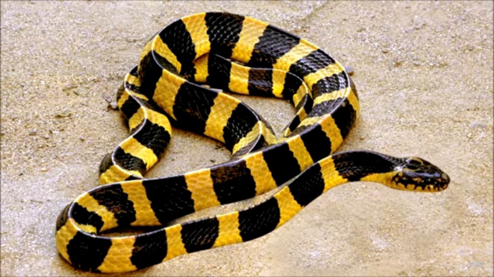 Detail Ular Warna Hitam Kuning Nomer 14