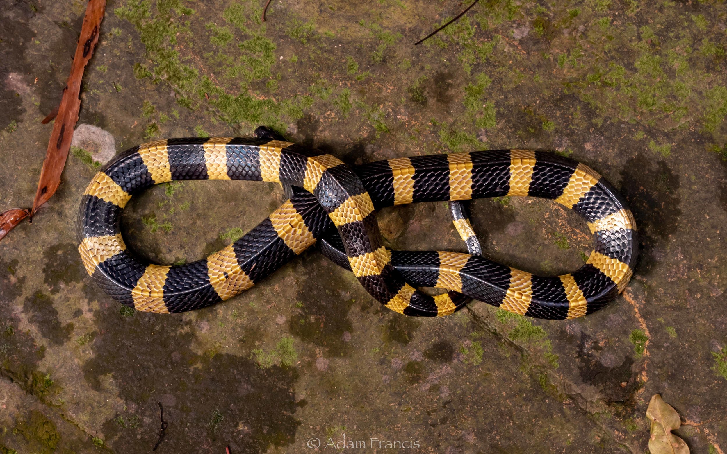 Detail Ular Warna Hitam Kuning Nomer 15