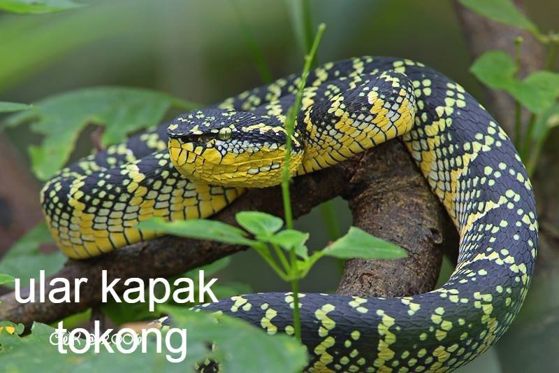 Detail Ular Warna Hitam Kuning Nomer 16