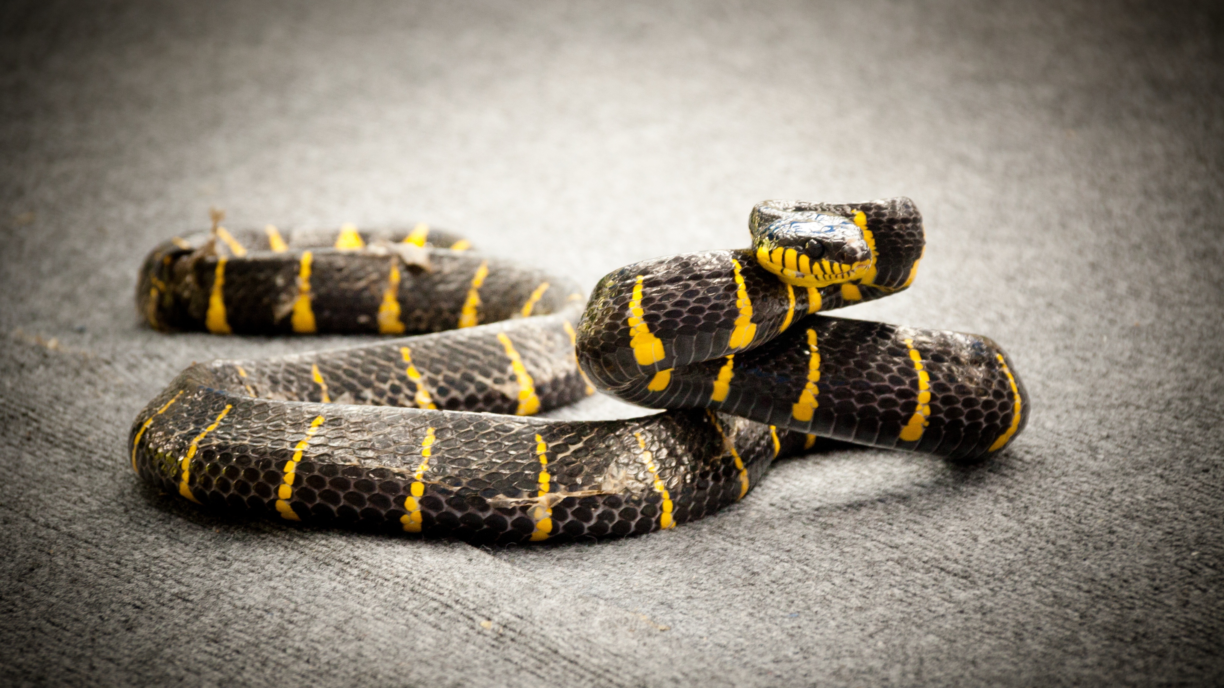 Detail Ular Warna Hitam Kuning Nomer 23