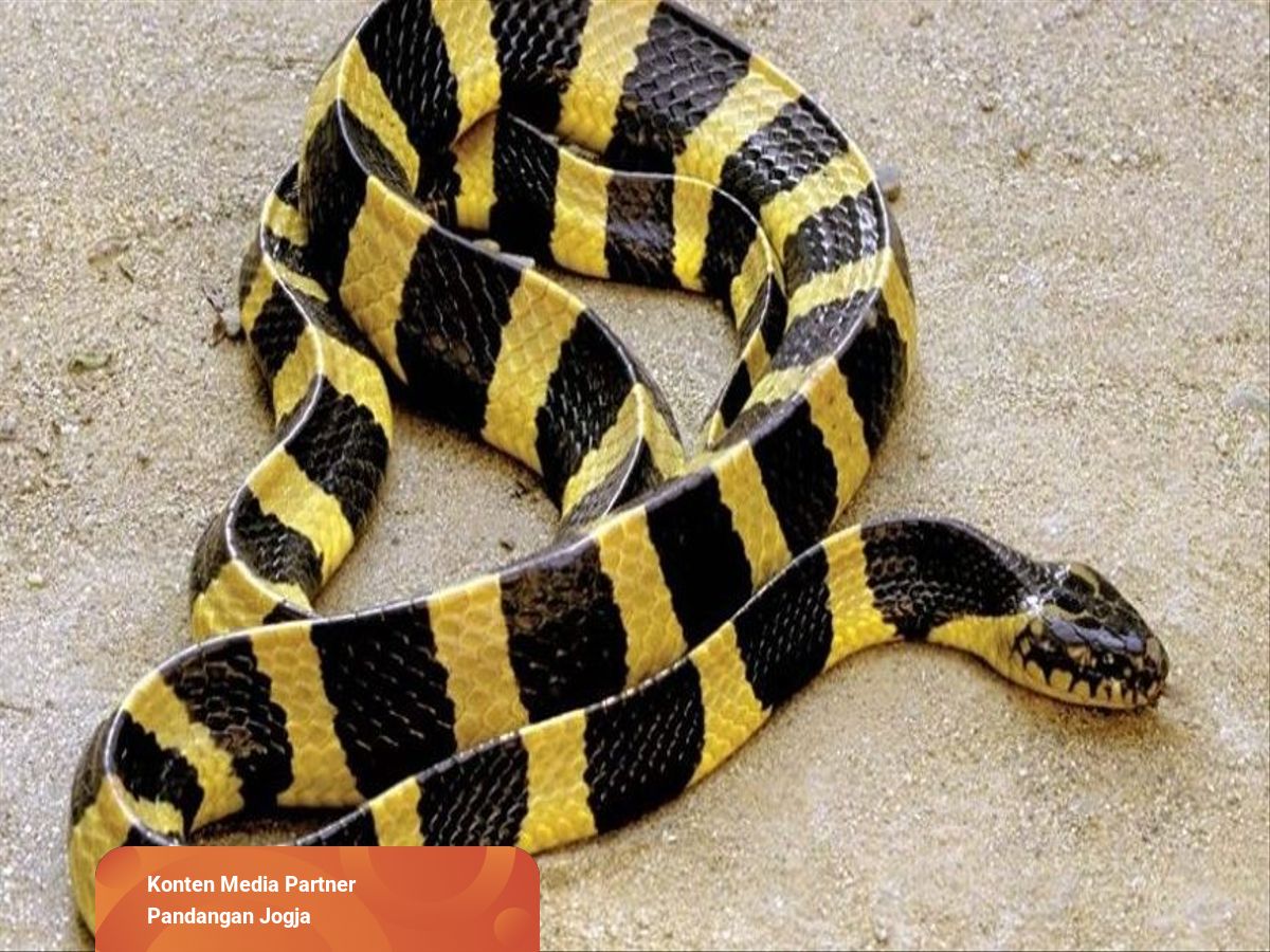 Detail Ular Warna Hitam Kuning Nomer 3