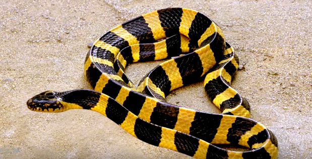 Detail Ular Warna Hitam Kuning Nomer 24