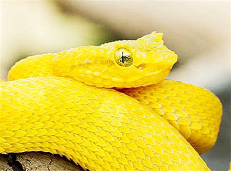 Detail Ular Warna Hitam Kuning Nomer 25