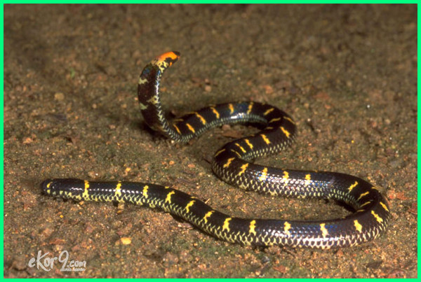Detail Ular Warna Hitam Kuning Nomer 28