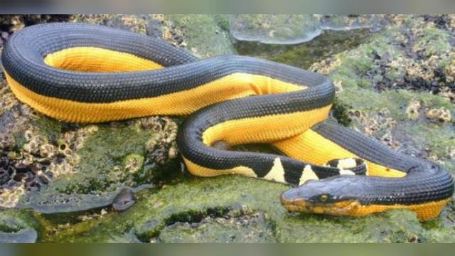 Detail Ular Warna Hitam Kuning Nomer 4