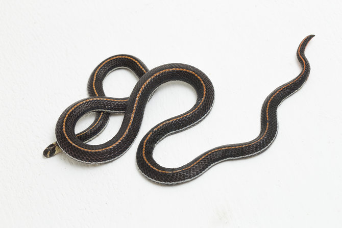 Detail Ular Warna Hitam Kuning Nomer 31