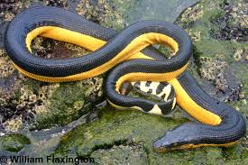 Detail Ular Warna Hitam Kuning Nomer 32