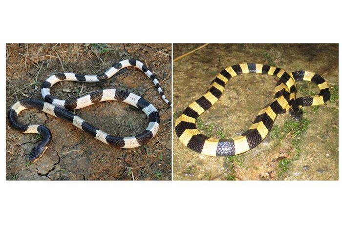 Detail Ular Warna Hitam Kuning Nomer 33