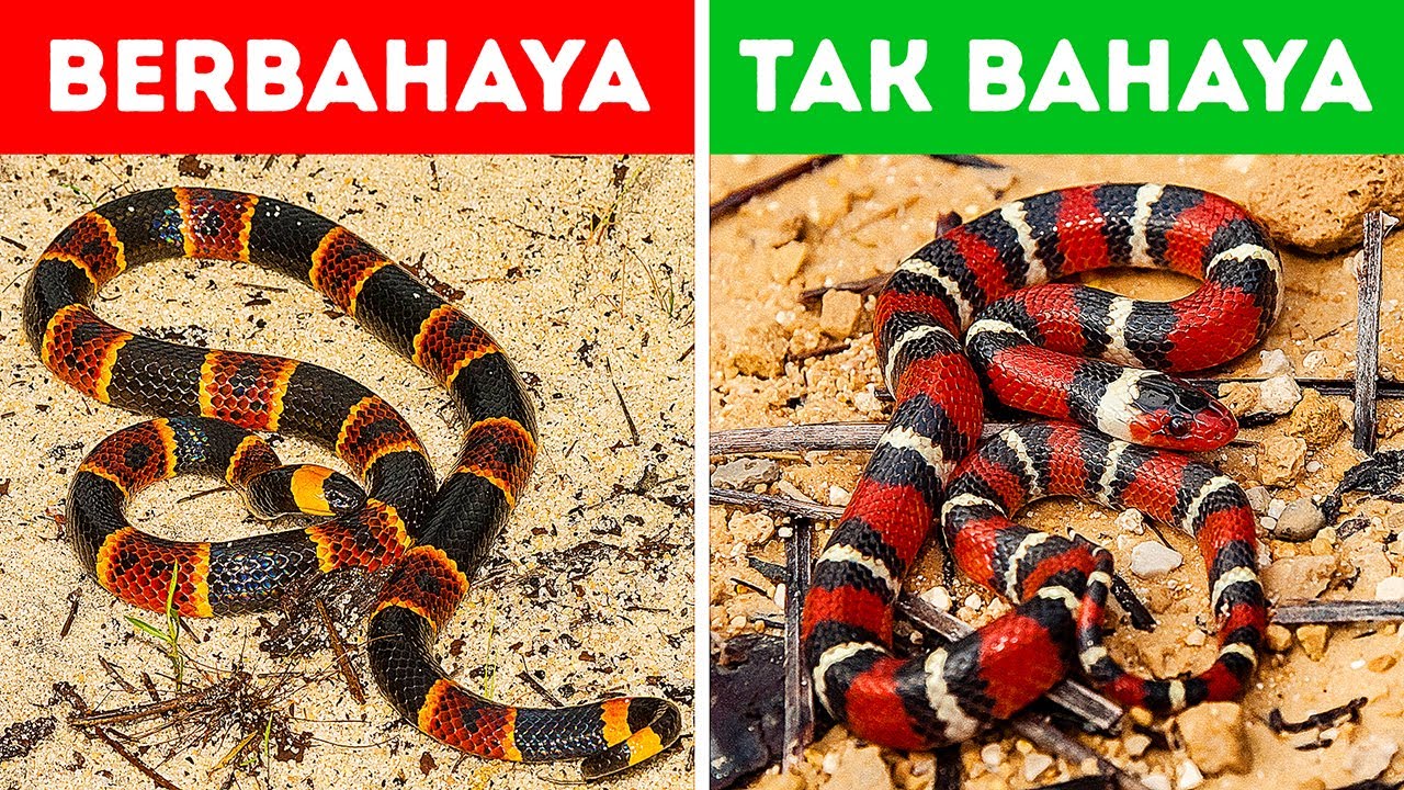 Detail Ular Warna Hitam Kuning Nomer 46