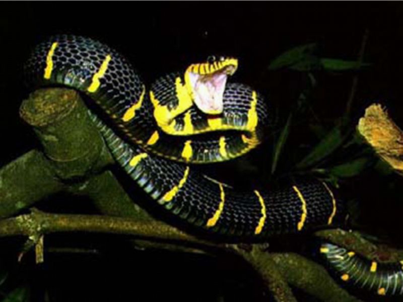 Detail Ular Warna Hitam Kuning Nomer 5