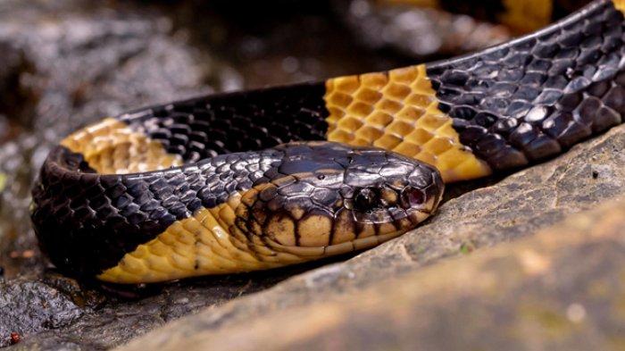 Detail Ular Warna Hitam Kuning Nomer 6