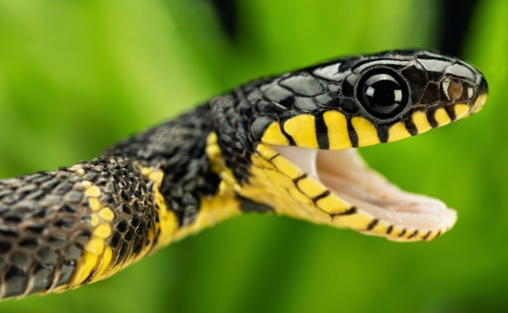 Detail Ular Warna Hitam Kuning Nomer 7