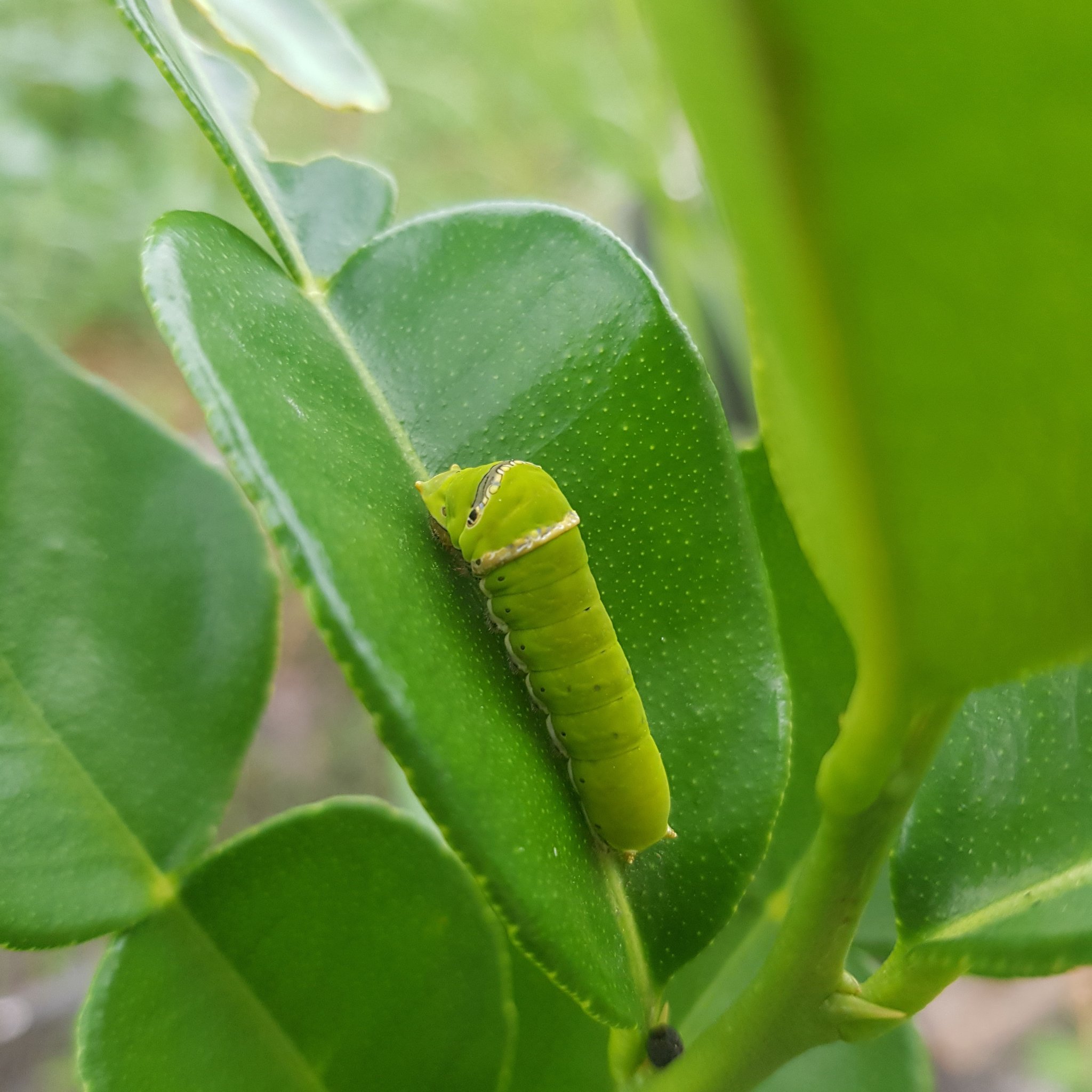 Detail Ulat Daun Jeruk Nomer 23