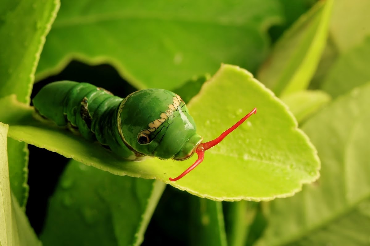 Detail Ulat Makan Daun Nomer 10