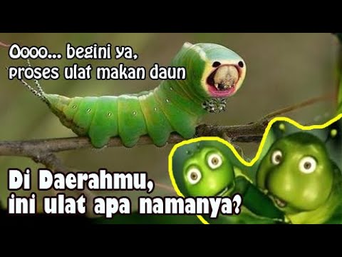 Detail Ulat Makan Daun Nomer 34