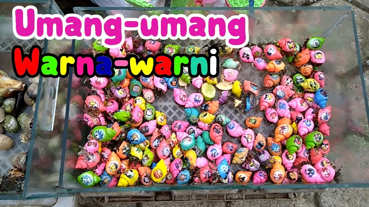 Detail Umang Umang Warna Warni Nomer 3