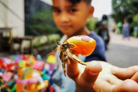 Detail Umang Umang Warna Warni Nomer 4