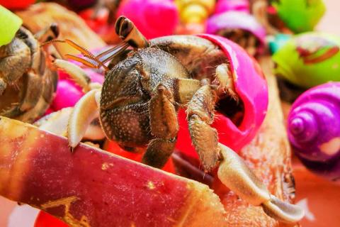 Detail Umang Umang Warna Warni Nomer 32